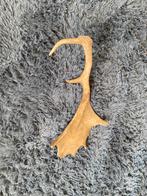 Mooi damhert gewei, Ophalen of Verzenden, Zo goed als nieuw, Hert, Gewei of Kop