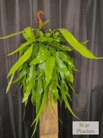 XXL Epiphyllum pumilum (Cactusorchidee) 21 CM hangpot, Overige soorten, Minder dan 100 cm, Ophalen of Verzenden, Halfschaduw
