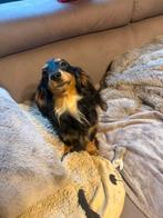 Nest aankondiging kaninchen langharige tekkels op komst, Dieren en Toebehoren, Honden | Teckels en Dashonden, Kaninchen, Parvo