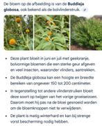 Buddleja globosa plant prachtige bol vlinderstruik, Ophalen of Verzenden, Overige soorten, Volle zon