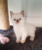 Zeer mooie en Lieve Brits-Britse Kort &Langhaar kittens, Dieren en Toebehoren, Katten en Kittens | Raskatten | Korthaar, Meerdere dieren
