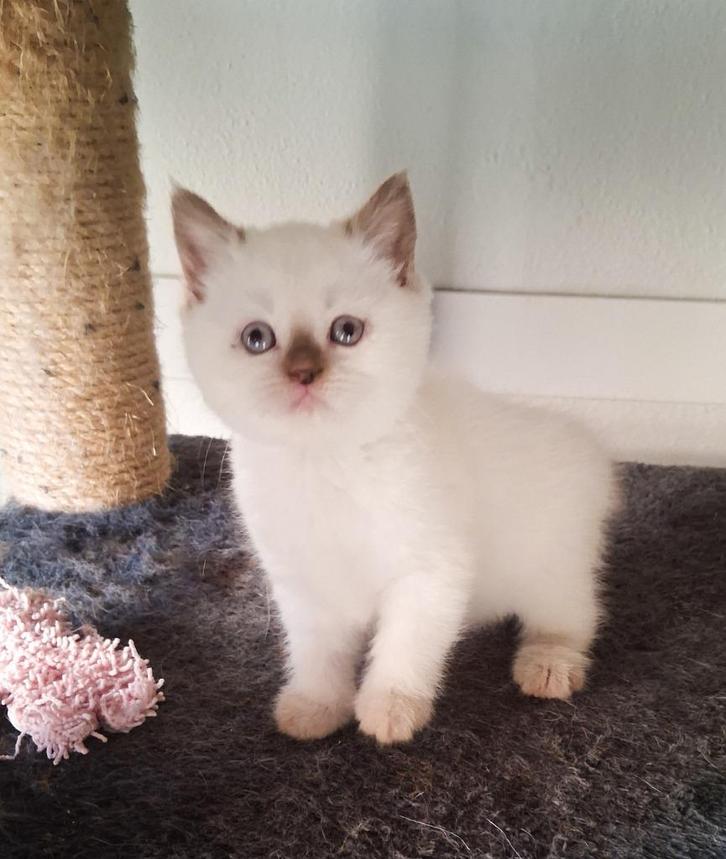 Zeer mooie en Lieve Brits-Britse Kort &Langhaar kittens, Dieren en Toebehoren, Katten en Kittens | Raskatten | Korthaar, Meerdere dieren