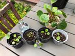 Stekjes pannekoekplant, Ophalen, Overige soorten, Halfschaduw, Minder dan 100 cm