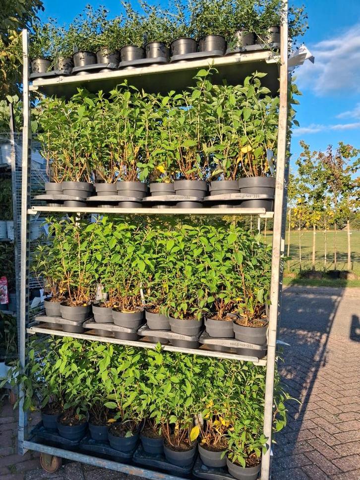 Hydrangea paniculata 'Limelight' - Pluimhortensia, Tuin en Terras, Planten | Struiken en Hagen, Struik, Hortensia, Minder dan 100 cm