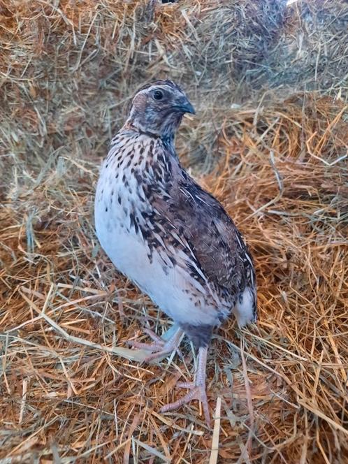 Grote Japanse kwartel hennen, Dieren en Toebehoren, Pluimvee, Overige soorten, Vrouwelijk