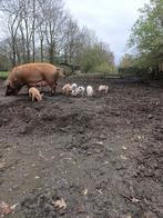 Biggen te koop husumer/Bentheimer, Dieren en Toebehoren, Schapen, Geiten en Varkens