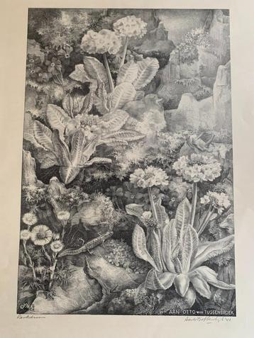 Grote lithos Aart van Dobbenburgh 25 euro per stuk beschikbaar voor biedingen