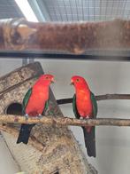 Koningsparkiet(en) 2023, Dieren en Toebehoren, Vogels | Parkieten en Papegaaien, Meerdere dieren, Parkiet, Geringd
