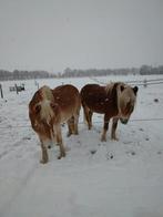 verzorger gezocht, Dieren en Toebehoren, Paarden en Pony's | Verzorgingsproducten, Ophalen
