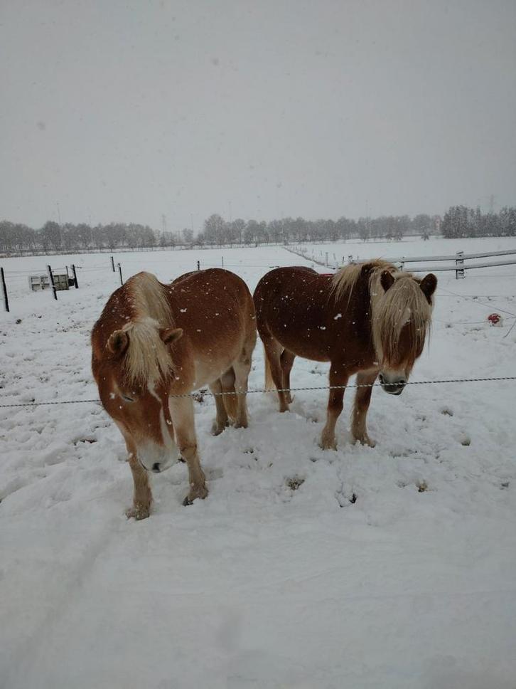 verzorger gezocht, Dieren en Toebehoren, Paarden en Pony's | Verzorgingsproducten, Ophalen