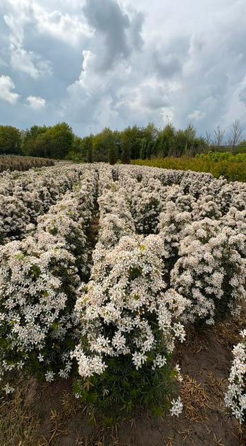 Choisya ternata white dazzler groenblijvende heester beschikbaar voor biedingen