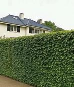 ACTIE €75/mtr | groene schutting | hedera haag, Tuin en Terras, Schuttingen, Overige materialen, 1 tot 2 meter, Minder dan 3 meter