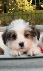 Schattige ruwharige en broken coat jack russell pups te koop, Dieren en Toebehoren, CDV (hondenziekte), 8 tot 15 weken, Meerdere