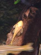 Algeneters, Borstelneus, Ancistrus, Dieren en Toebehoren, Vis, Zoetwatervis