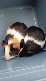 2 mooie cavia zusjes, Dieren en Toebehoren, Knaagdieren, November, Vrouwelijk, Cavia