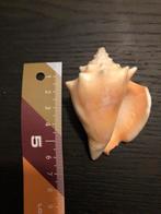 Schelp uit Aruba, Verzamelen, Mineralen en Fossielen, Verzenden, Schelp(en)
