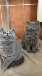 Britse korthaar kittens | MOGEN VANAF HEDEN WEG, Poes, Ontwormd, 0 tot 2 jaar