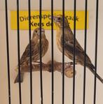 Koppel Mexicaanse roodmussen, Meerdere dieren, Tropenvogel