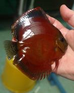 Discus Red Cover 7 / 8 cm - Siner - Koidreams