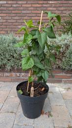 Sering, Tuin en Terras, Planten | Tuinplanten, Ophalen, Overige soorten, Halfschaduw