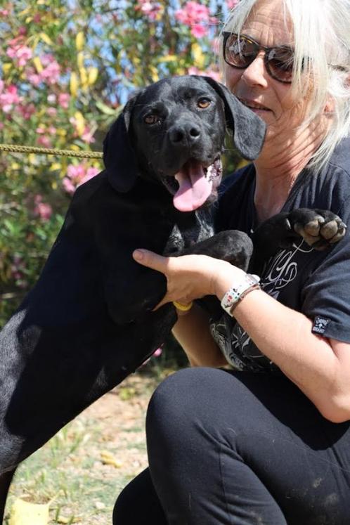 Azul, een intens lieve, energieke, speelse meid...., Dieren en Toebehoren, Honden | Niet-rashonden, Middel, Teef, Particulier