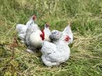 Cochin kriel kippen verschillende kleuren, gesekst + ingeënt, Dieren en Toebehoren, Pluimvee, Vrouwelijk, Kip