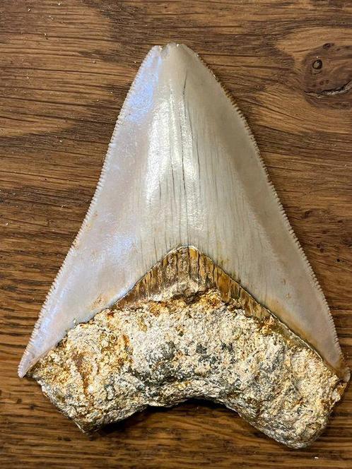 Authentieke Megalodon tand – 9,6 cm – uit Indonesië, Verzamelen, Mineralen en Fossielen, Fossiel, Ophalen of Verzenden