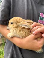 7 jonge baby konijntjes, Dieren en Toebehoren, Meerdere dieren, Klein, 0 tot 2 jaar
