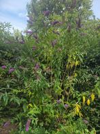 vlinderstruik (paars), Tuin en Terras, Planten | Tuinplanten, Ophalen, Zomer, Overige soorten, Volle zon