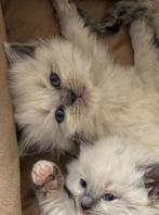 Radoll kittens met stamboom, Dieren en Toebehoren, Met stamboom