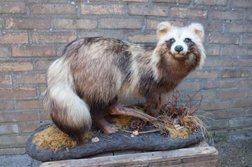 Opgezette wasbeerhond opgezet taxidermy  beschikbaar voor biedingen