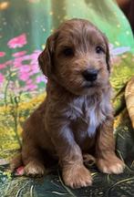 tekoop Australië labradoodle, CDV (hondenziekte), Overige rassen, 8 tot 15 weken, Meerdere