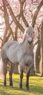 Stoere 4 jarige  d pony, Dieren en Toebehoren, Paarden, Merrie, Minder dan 160 cm, Gechipt, Dressuurpaard