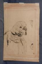 Zwart krijt Studie Papegaai GW Dijsselhof (1866-1924) 45x27, Antiek en Kunst, Kunst | Tekeningen en Foto's, Ophalen of Verzenden