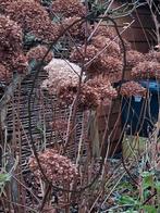 Kastanje boom, Ophalen, Overige soorten, Volle zon