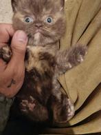 Britse korthaar kittens, Dieren en Toebehoren, Katten en Kittens | Raskatten | Korthaar, Meerdere dieren, Ontwormd, 0 tot 2 jaar