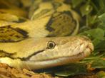 Dwarf retic, Dieren en Toebehoren, Reptielen en Amfibieën, Slang