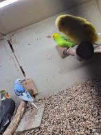 Grasparkieten 9 stuks, Dieren en Toebehoren, Vogels | Parkieten en Papegaaien, Meerdere dieren, Parkiet