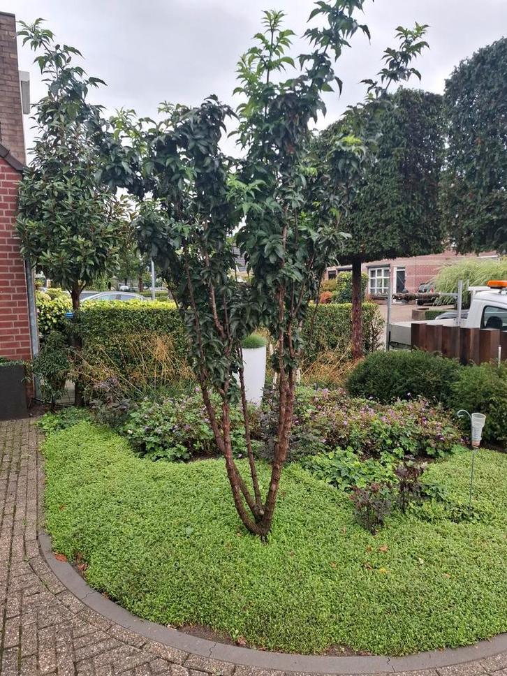 meerstammige vlier sambucus black tower, Tuin en Terras, Planten | Bomen, Overige soorten, Volle zon, Zomer, In pot, Ophalen