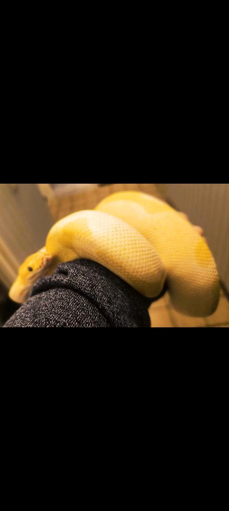 Konings python, Ball python, python regius Ball Python - female for sale from J