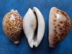 Schelpen: Cypraea pantherina Lightfoot gem 55-69mm, Verzenden, Schelp(en)
