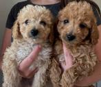 Toypoedel/ Toy poedel pups te koop, Dieren en Toebehoren, Honden | Chihuahua's en Gezelschapshonden, Poedel, Rabiës (hondsdolheid)
