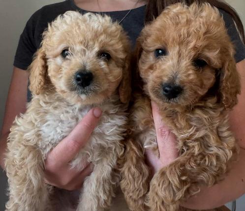 Toypoedel/ Toy poedel pups te koop, Dieren en Toebehoren, Honden | Chihuahua's en Gezelschapshonden, Meerdere dieren, Poedel, Particulier