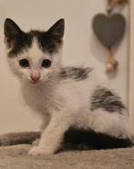 Kruising korthaar keer langhaar katertje, Kater, Gechipt, 0 tot 2 jaar