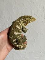 Pine Island leachianus man, Dieren en Toebehoren, Reptielen en Amfibieën, Hagedis, Tam, 0 tot 2 jaar