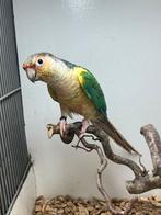 Koppel pyrrhura molinae violet, Dieren en Toebehoren, Meerdere dieren, Parkiet, Geringd