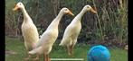 Indische loopeenden mannetjes en vrouwtjes, Meerdere dieren, Eend