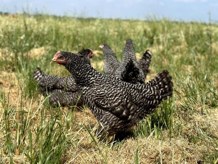 Tamme Hollandse koekoek kippen, gesekst en ingeënt, Dieren en Toebehoren, Pluimvee, Kip, Vrouwelijk