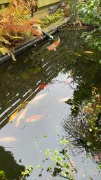 Vijver vissen gratis af te halen, Tuin en Terras, Vijvers, Ophalen, Nieuw