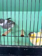 Glosters, Meerdere dieren, Postuurkanarie